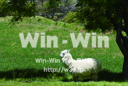 木陰で休むアルパカの写真素材 W-015736