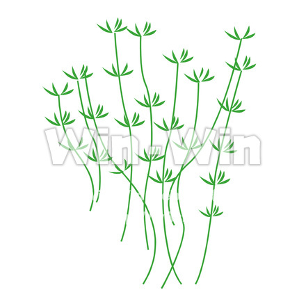 マイうちわ水草のCG・イラスト素材 W-014567