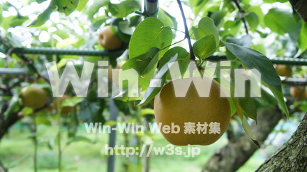 多摩川梨の写真素材 W-015308