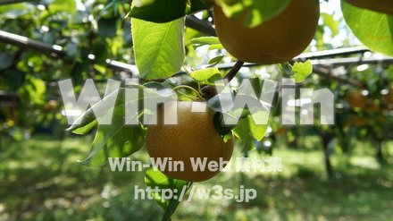 多摩川梨　幸水の写真素材 W-015303