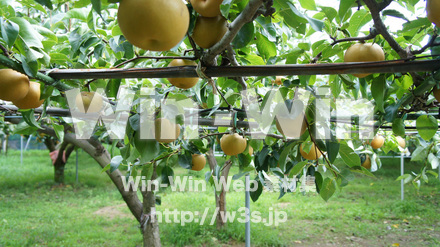 多摩川梨　幸水　梨狩りの写真素材 W-015314