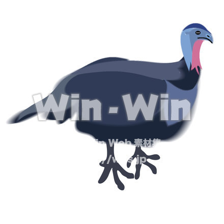 七面鳥のCG・イラスト素材 W-015610