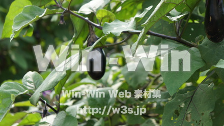 なすの写真素材 W-015388