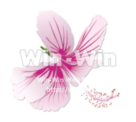 ハイビスカスのCG・イラスト素材 W-015037