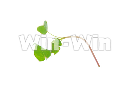 蕎麦新芽の写真素材 W-014971