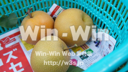 多摩川梨　幸水の収穫籠の写真素材 W-015315