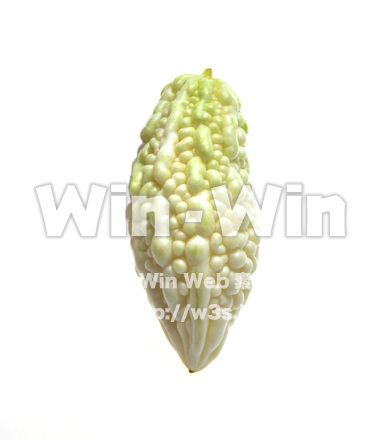 白ゴーヤの写真素材 W-015350