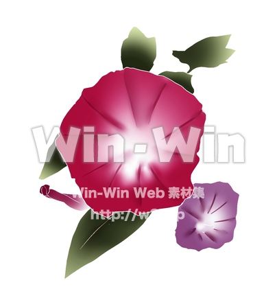朝顔のCG・イラスト素材 W-014363