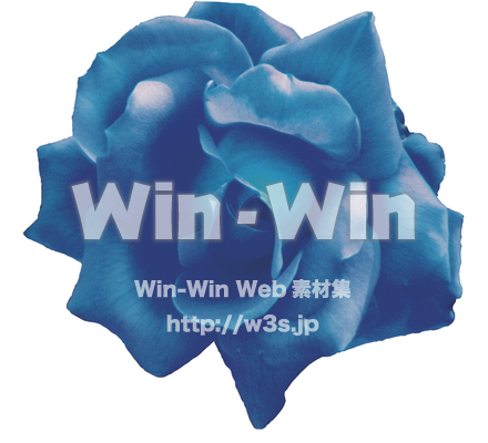 薔薇の写真素材 W-014776