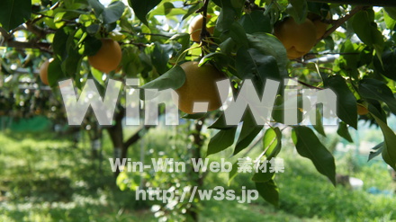 多摩川梨　幸水の写真素材 W-015305