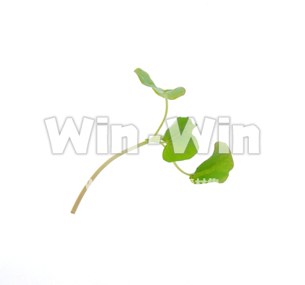 蕎麦新芽の写真素材 W-014973