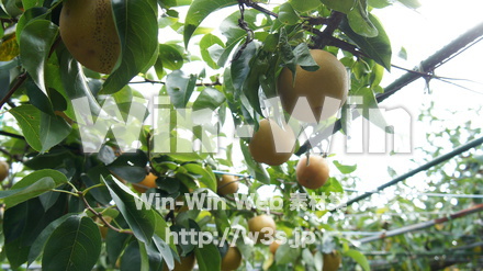 多摩川梨　幸水の写真素材 W-015309