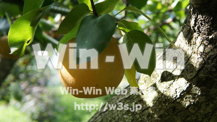 多摩川梨　幸水の写真素材 W-015300