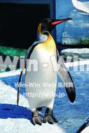 皇帝ﾍﾟﾝｷﾞﾝの写真素材 W-015482