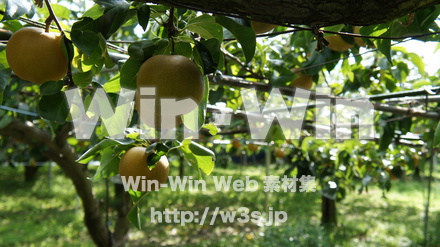 多摩川梨　幸水の写真素材 W-015302