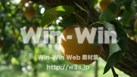 多摩川梨　幸水の写真素材 W-015304