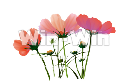 コスモスのCG・イラスト素材 W-015347