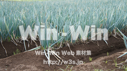 ネギ畑の写真素材 W-015390