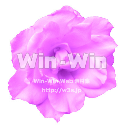 ピンクのバラの写真素材 W-017461