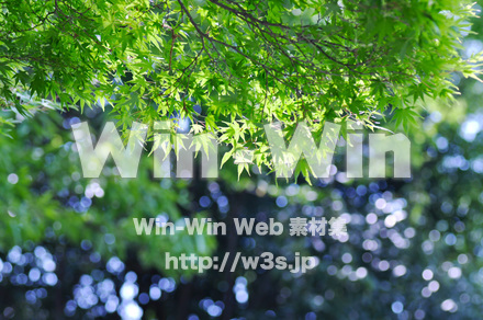 新緑の写真素材 W-016700