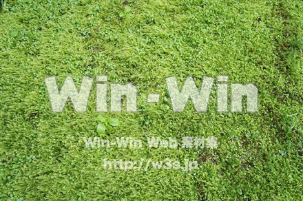 苔の写真素材 W-017496