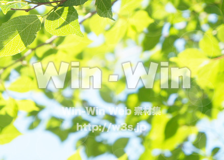 新緑の写真素材 W-016677