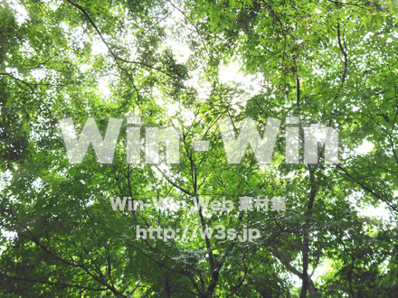 木漏れ日の写真素材 W-017427