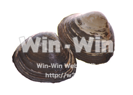 ホッキ貝の写真素材 W-017007