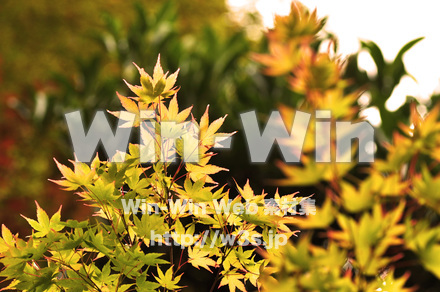 もみじの写真素材 W-017218