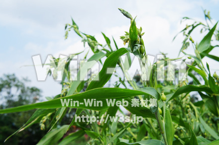 ハトムギの写真素材 W-017795