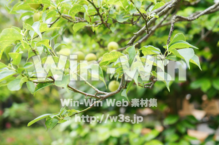 梅の実ですの写真素材 W-017206