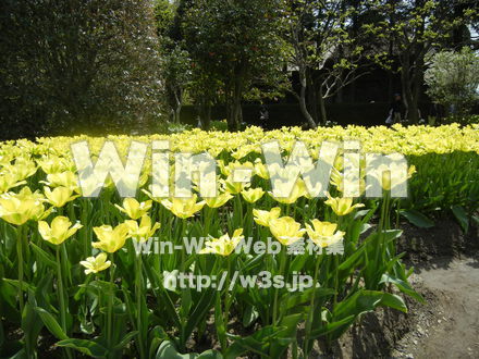 チューリップ畑の写真素材 W-017635