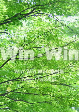 新緑の写真素材 W-016696