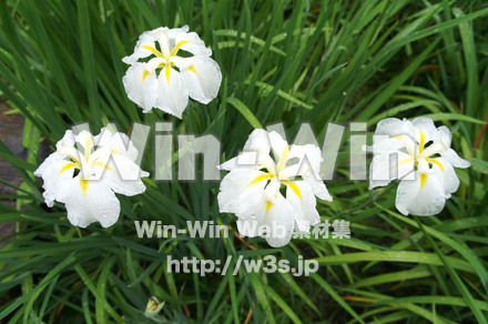 菖蒲の写真素材 W-017383