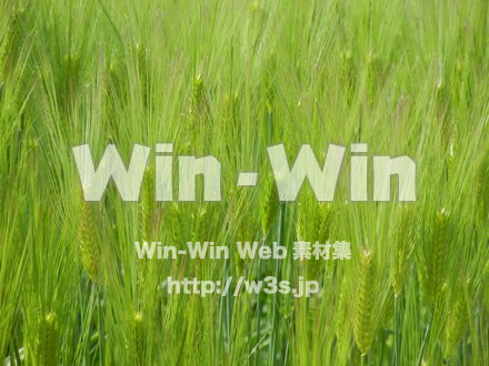 田んぼの写真素材 W-017626