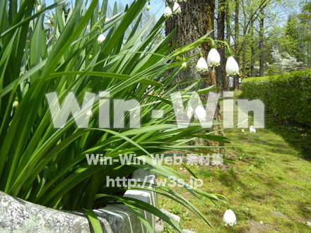 すずらんの写真素材 W-017645