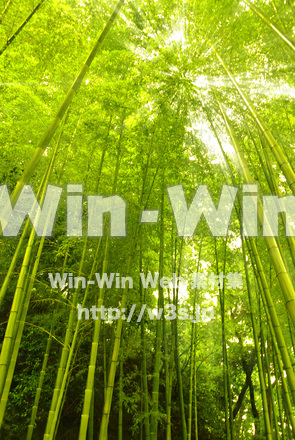 竹林　木漏れ日の写真素材 W-017385