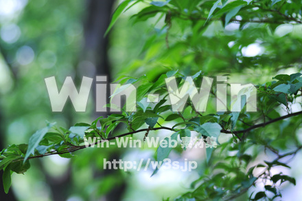 葉の写真素材 W-016691