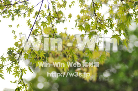 もみじの写真素材 W-017212