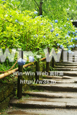 明月院のあじさいの写真素材 W-017388