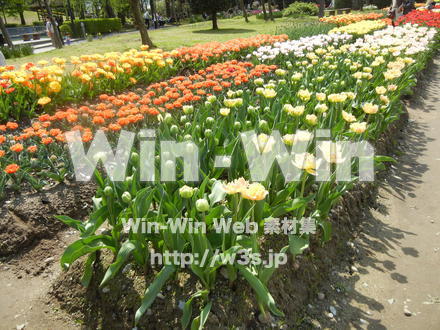 チューリップ畑の写真素材 W-017634