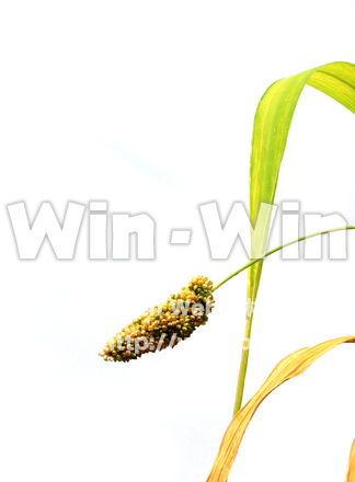 アワの写真素材 W-017773