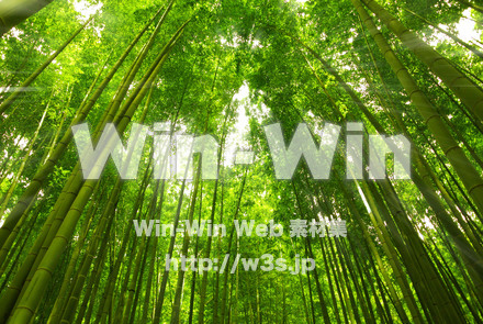 竹林の写真素材 W-017441