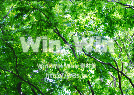 新緑の写真素材 W-016690