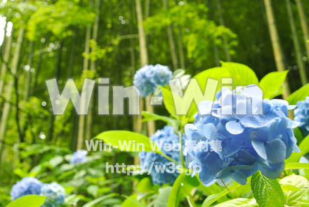 紫陽花の写真素材 W-017397