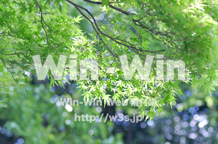 新緑の写真素材 W-016697