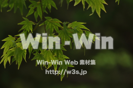 もみじの写真素材 W-017213