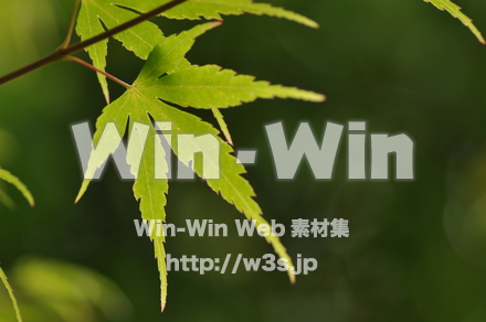 もみじの写真素材 W-017225