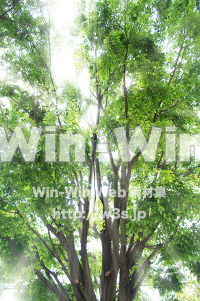 グリーンの写真素材 W-016797