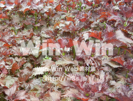 紫蘇の写真素材 W-017630